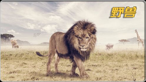《野兽》人狮大战，这狮子比人聪明，都学会钓鱼了  #惊悚片 #最新电影