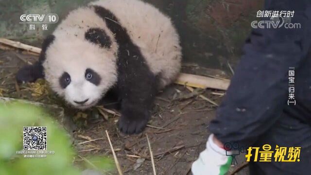 大熊猫是在地球上至少生存了800万年的“活化石”