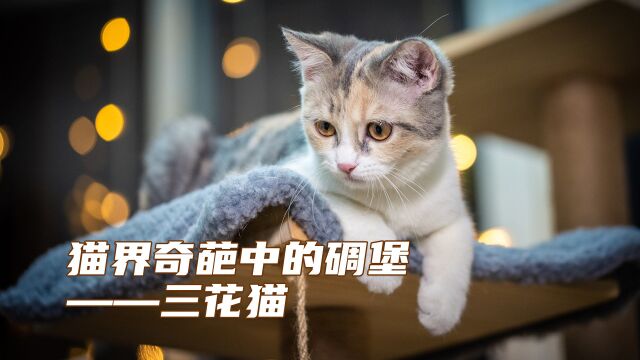 猫界奇葩中的碉堡:三花猫