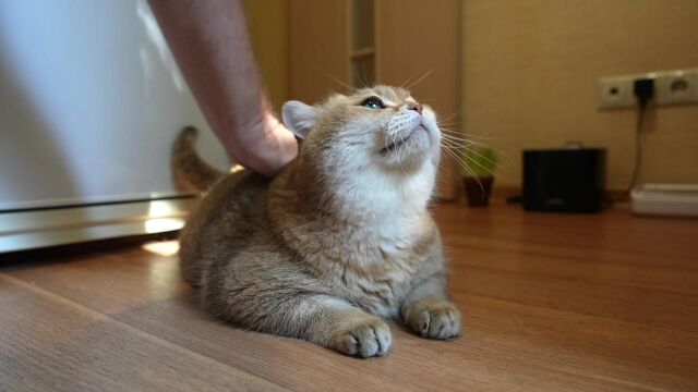 Meow!喵!喵!喵!