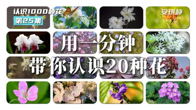 认识1000种花第25集|带你认识20种花 这些花你都认识吗?蔓马缨丹、假马鞭、琼花、老鹳草、紫薇、红睡莲、荆芥、七子花、流苏树、菊苣、旋花、紫荆、...