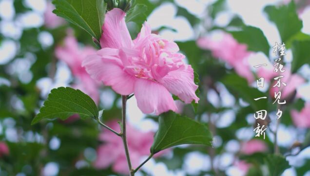 资阳风物志② | 说真的,资阳人都是“花痴”