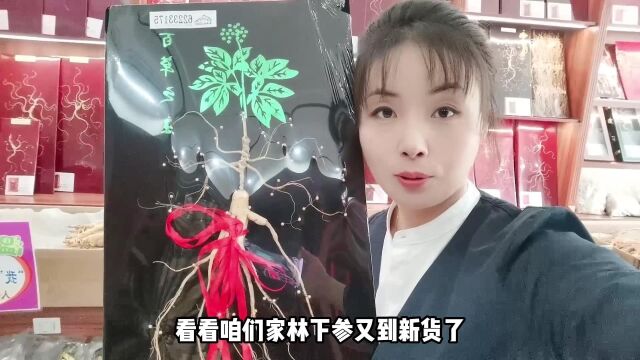 40多年的林下参见过吗,超有灵性,林下参怎么吃有什么作用