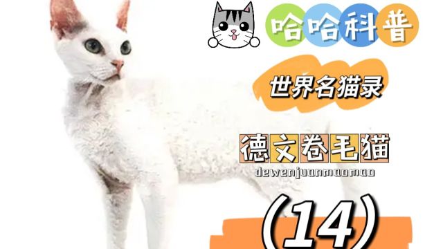 世界名猫录德文卷毛猫(14)