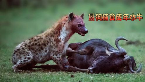 两只鬣狗左右夹击捕食成年水牛，轻松将其制服，看家本领就是厉害
