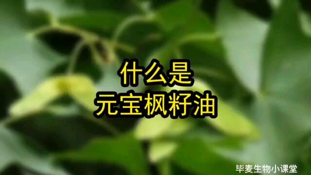 什么是元宝枫籽油?看完这个视频就知道了.#武陵山珍毕麦生物小课堂#元宝枫油#元宝枫茶