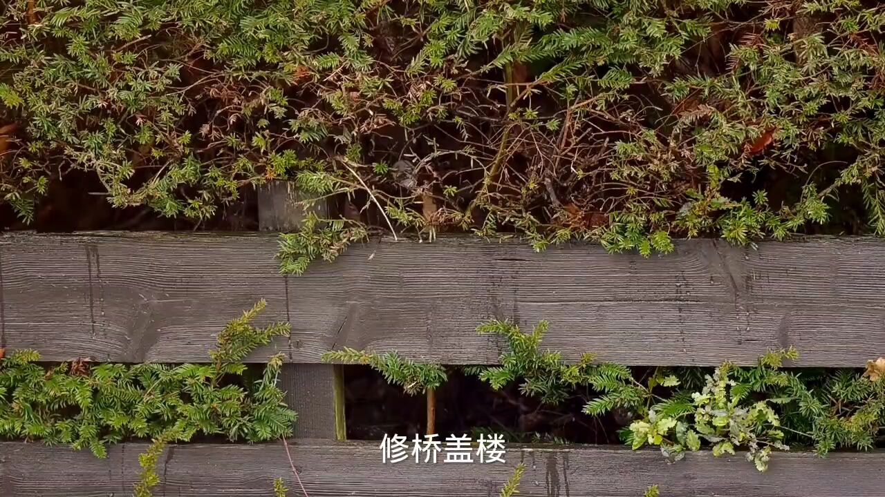 《鲁班造木鸢》鲁班故事系列_高清1080P在线观看平台_腾讯视频