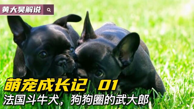 狗圈武大郎法国斗牛犬小时候可以有多萌?这是它们的成长故事!