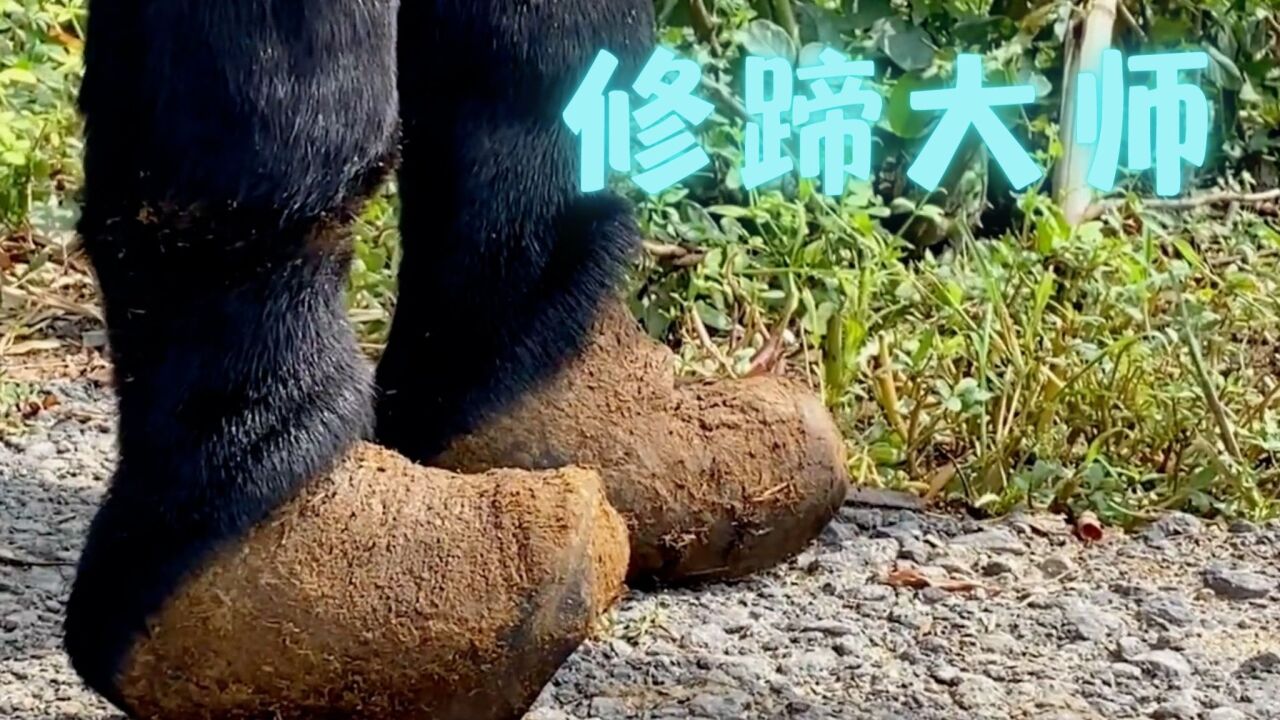 解压修牛蹄，看完乐开花_高清1080P在线观看平台_腾讯视频