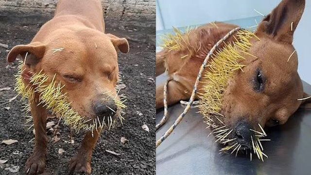 宠物狗单挑豪猪惨败,脸上被数百根刺扎成“刺猬”,表情生无可恋