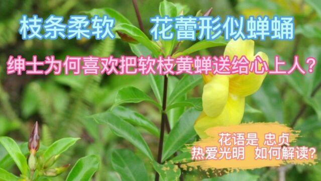 软枝黄蝉枝条柔软,花蕾形似蝉蛹,绅士为何喜欢把它送给心上人?