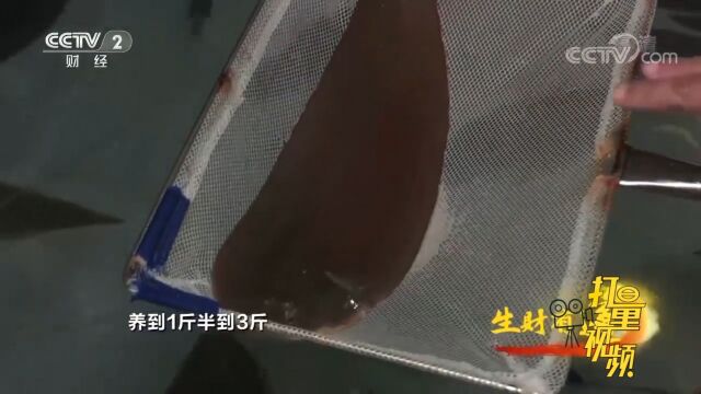 半滑舌鳎鱼一条在200元左右,品种稀缺经济价值非常高