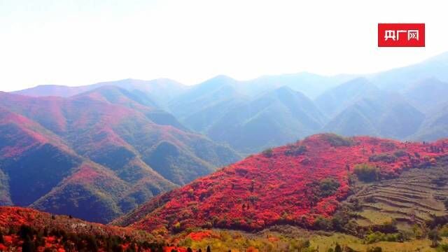 近日,山西运城市垣曲县的红叶进入最佳观赏期,秋景让人流连忘返