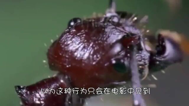 “杀虫”于无形!它是昆虫终结者,一旦遇上就会沦为傀儡!