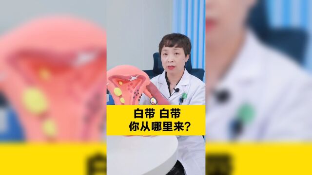 折磨人的白带到底是从哪里来?