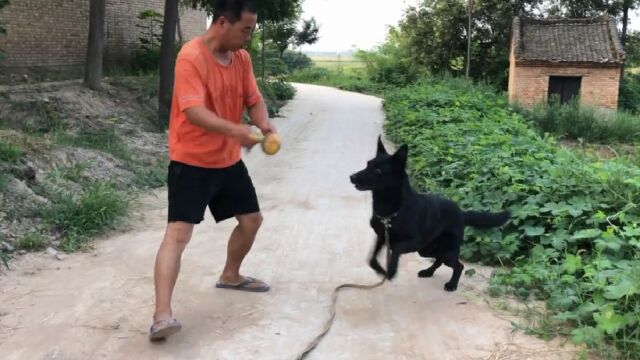 高智商的东德就是招人喜欢,让它干啥它干啥太通人性了,来欣赏下