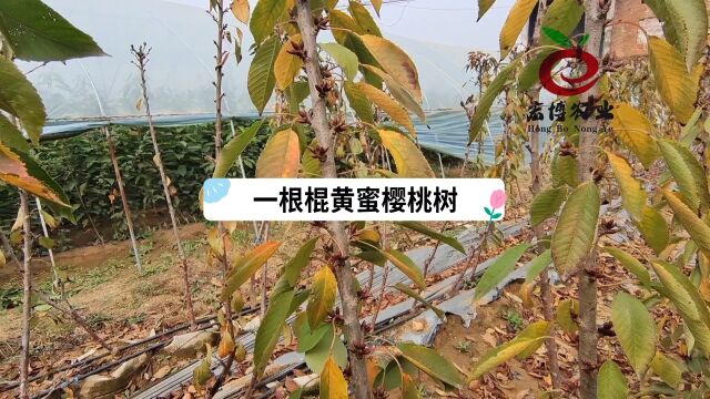 矮化樱桃树,一根棍黄蜜,齐早樱桃,俄罗斯8号,辉煌15,鲁樱8号,科迪亚晚熟品种