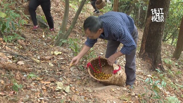 “小野果”变身“致富糕” 庆元甘竹山村强村公司“消薄”促共富