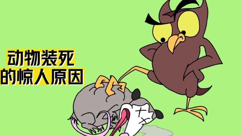 动物装死的惊人原因_高清1080P在线观看平台_腾讯视频
