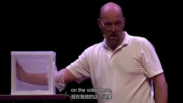 【TED演讲】消灭蚊子,终结疟疾(中英字幕)