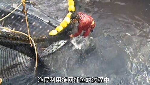渔民利用先进渔船捕获一条十几吨的鲸鱼，一次出海收获几十吨金枪鱼
