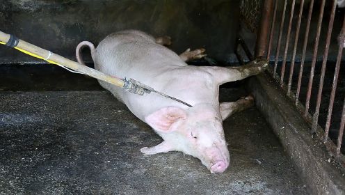 盘点不同国家杀猪，老挝看一次笑一次，还是中国年味最浓