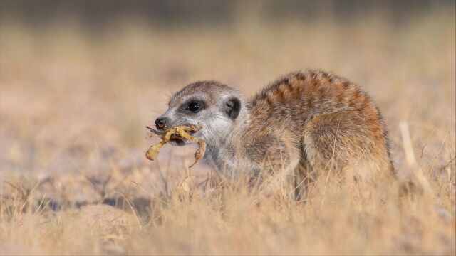 狐獴的美食pick可爱呆萌的它们竟然最爱吃