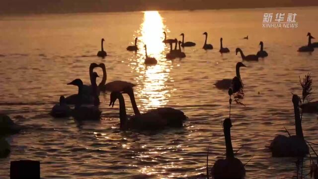 平陆黄河湿地:为迁徙大天鹅打造平安“港湾”