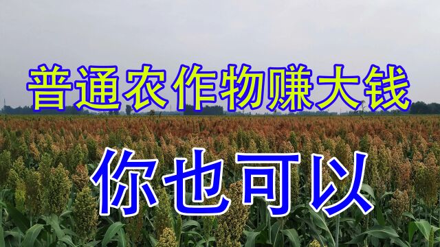 一亩仅1斤种子3个月收入102万,连续收益20年,2023年种植最适合