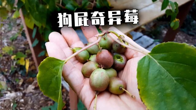 狗屁奇异莓!叫它本来的中国名字不好么