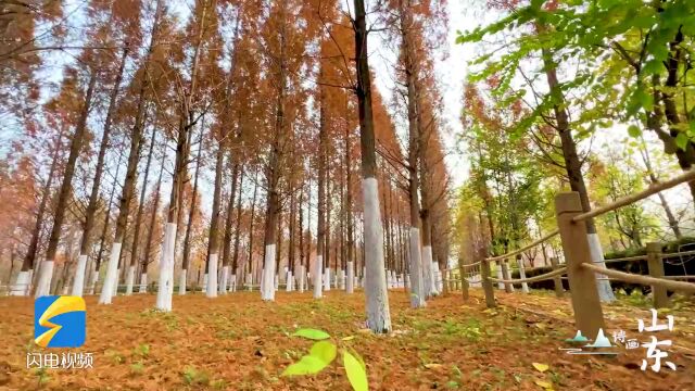 诗画山东|宛如漫步“油画”中 济南这片水杉林带你感受冬日美好