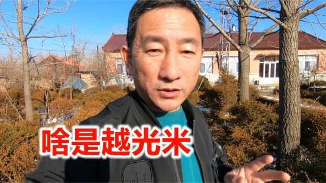 什么是越光米?看完才知道它历史悠久,丹东柳林大米又有啥故事?