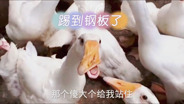 搞笑配音 动物迷惑表情 笑死我了