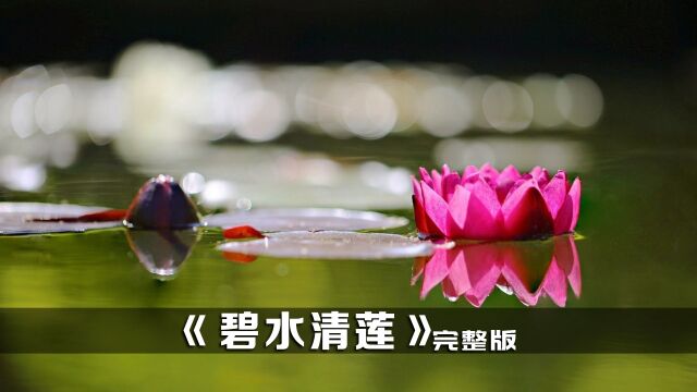 普法栏目剧《碧水莲花》完整版