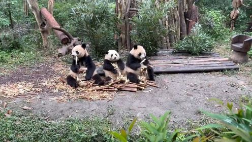 三小只熊猫在一起的快乐时光