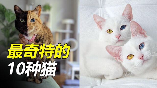 全球最奇特的10种猫,阴阳脸异色瞳,身价超百万!