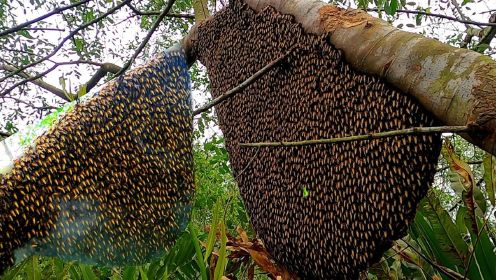 国外丛林里挖野蜂蜜，抓完青蟹来丛林深处掏蜂窝，这东西是值钱货