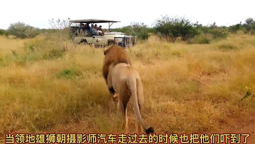 两头流浪雄狮闯入其他雄狮的领地，结果一死一伤。#动物世界