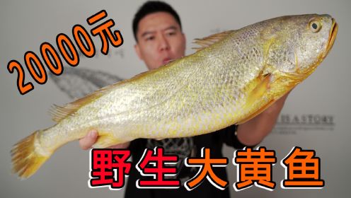 20000买一条5.2斤的超大野生大黄鱼，又是破纪录试吃
