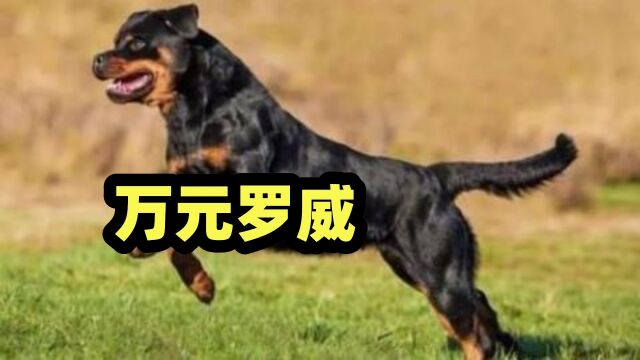 1万元买的罗威纳犬,1000元都没人要,被坑了吗