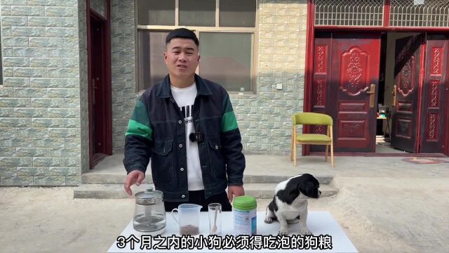 幼犬到家怎么喂养不会出问题