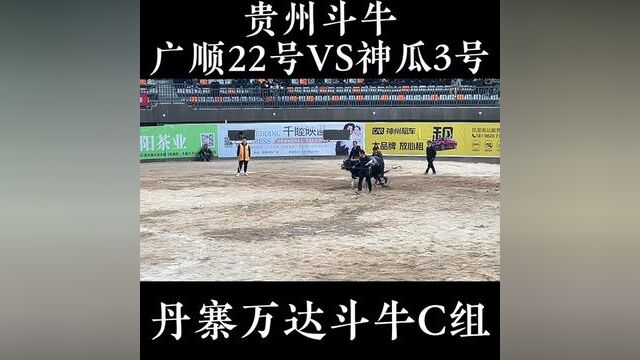 广顺22号小碰牛 #牛王争霸赛 #丹寨斗牛 #牛气冲天 #斗牛视频