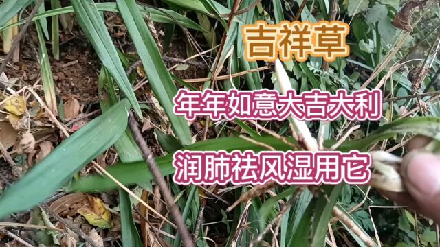 吉祥草不仅可以做观赏,它的功能也很多