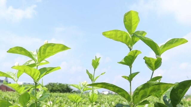 中华茉莉园香香花园