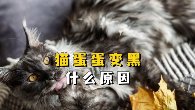 猫蛋蛋变黑什么原因 横硬.