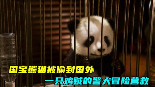 熊猫被偷到国外，高智商警犬冒死打探线索，结果被劫匪抓个正着