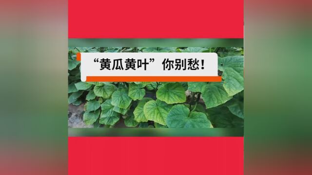 黄瓜黄叶的发病原因和治疗方法 —黄瓜全程管理技术 #治疗黄瓜黄叶 #专治黄瓜黄叶