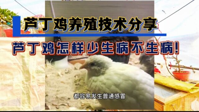 芦丁鸡如何养殖才能少生病不生病?防止普通感冒发生,你就成功了