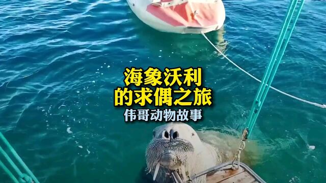 海象沃利的求偶之旅