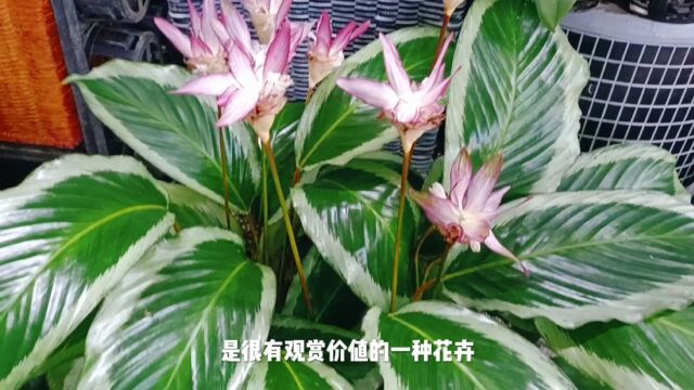 青莲竹芋是颜值很高的竹芋品种,开花似莲花,养护时注意的事项